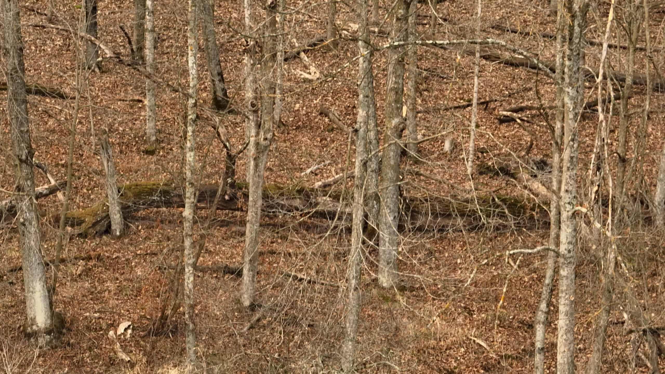 Affordable Hunting Land with Trout Stream for Sale in Richland County, Wisconsin