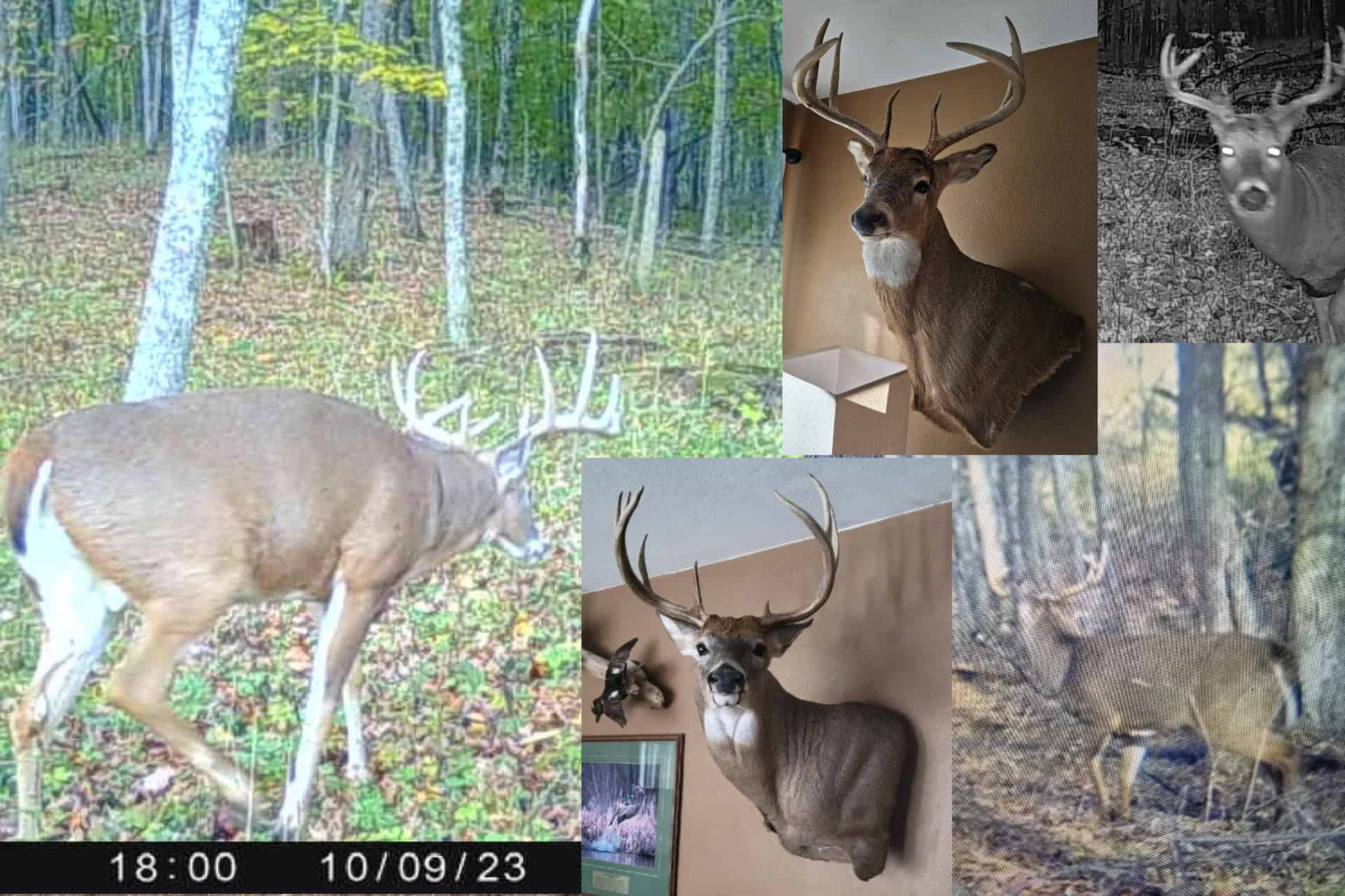 Affordable Hunting Land with Trout Stream for Sale in Richland County, Wisconsin