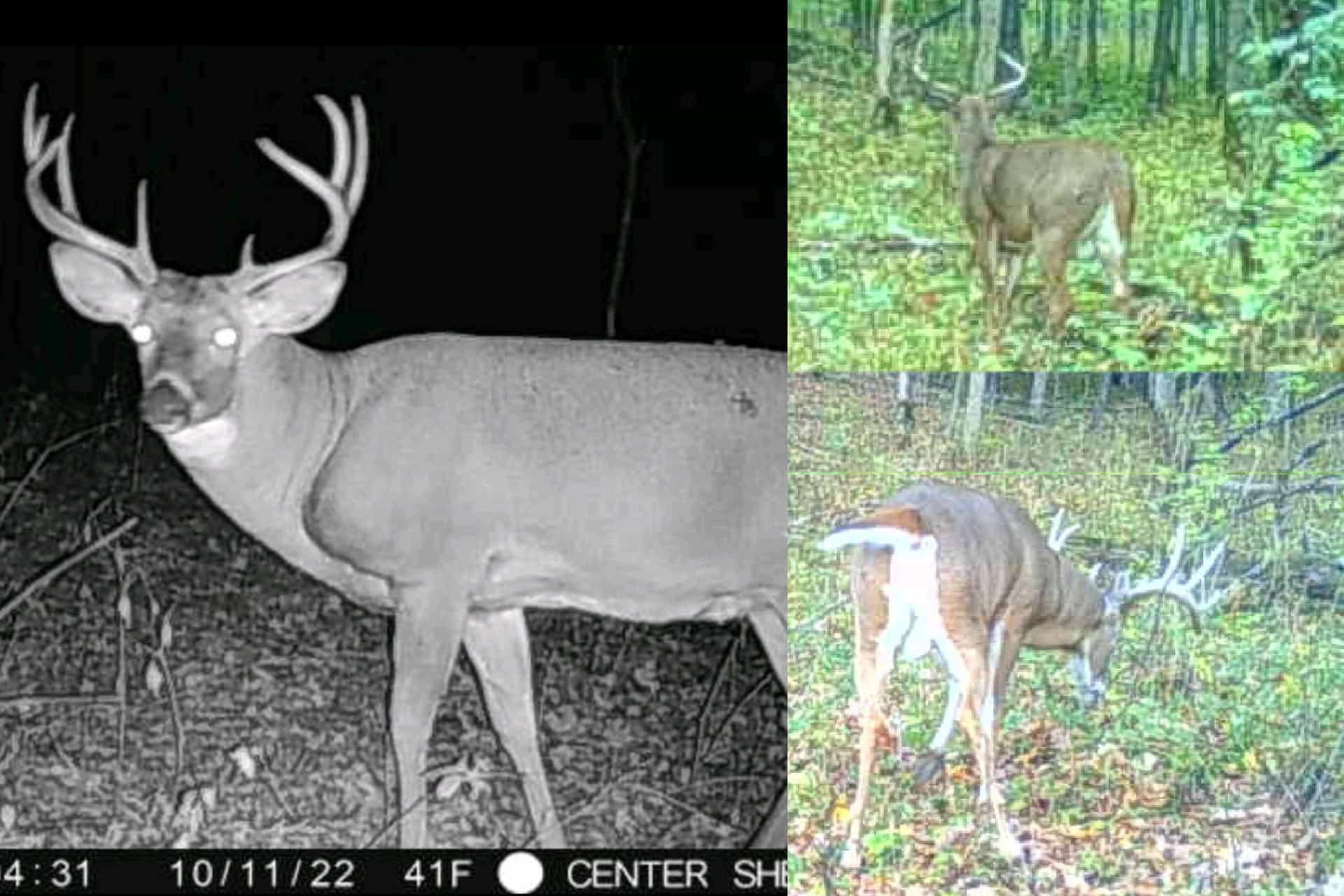 Affordable Hunting Land with Trout Stream for Sale in Richland County, Wisconsin
