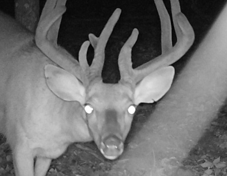 Affordable Hunting Land with Trout Stream for Sale in Richland County, Wisconsin