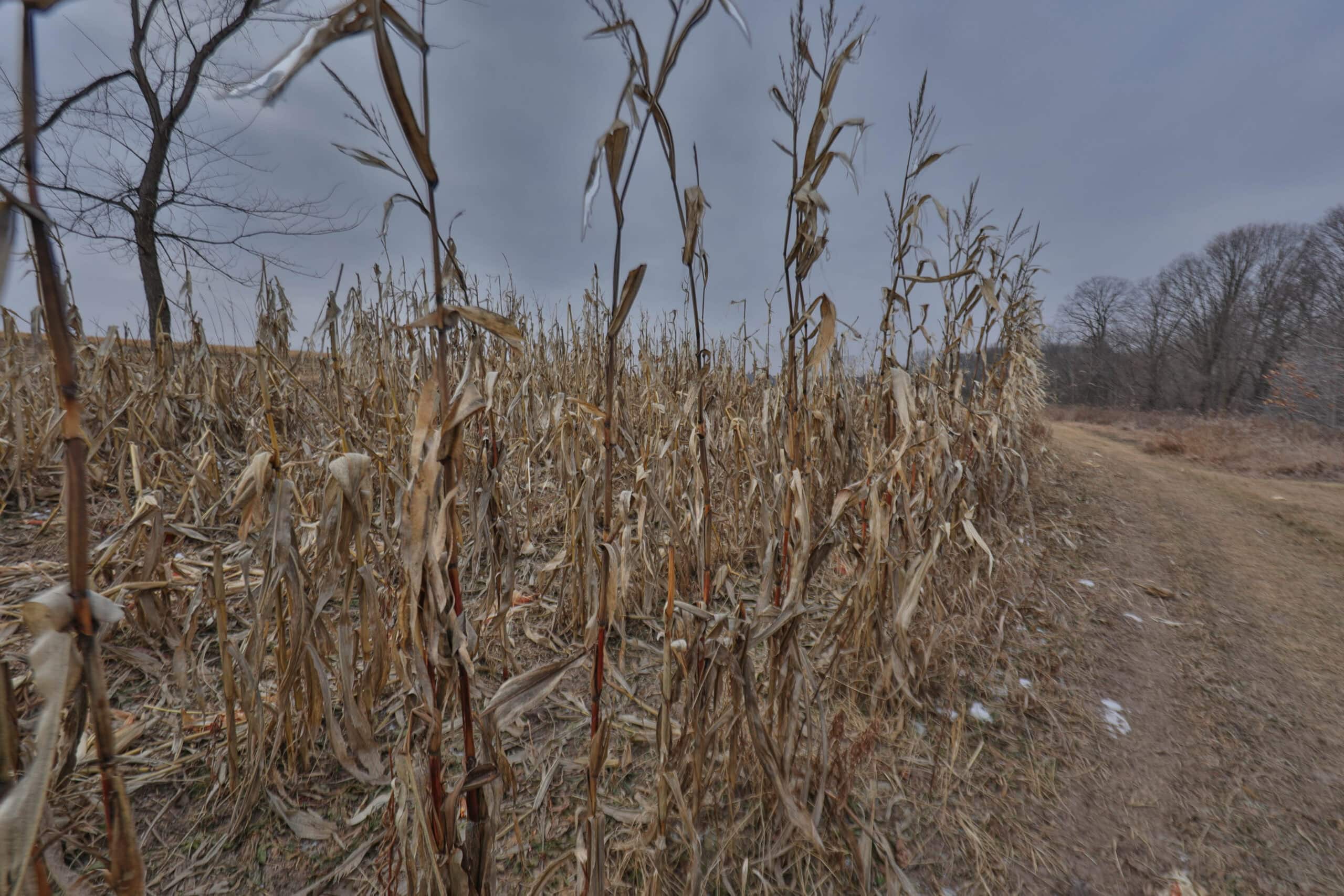 Ridgetop Hunting Land for sale in Vernon County, Wisconsin