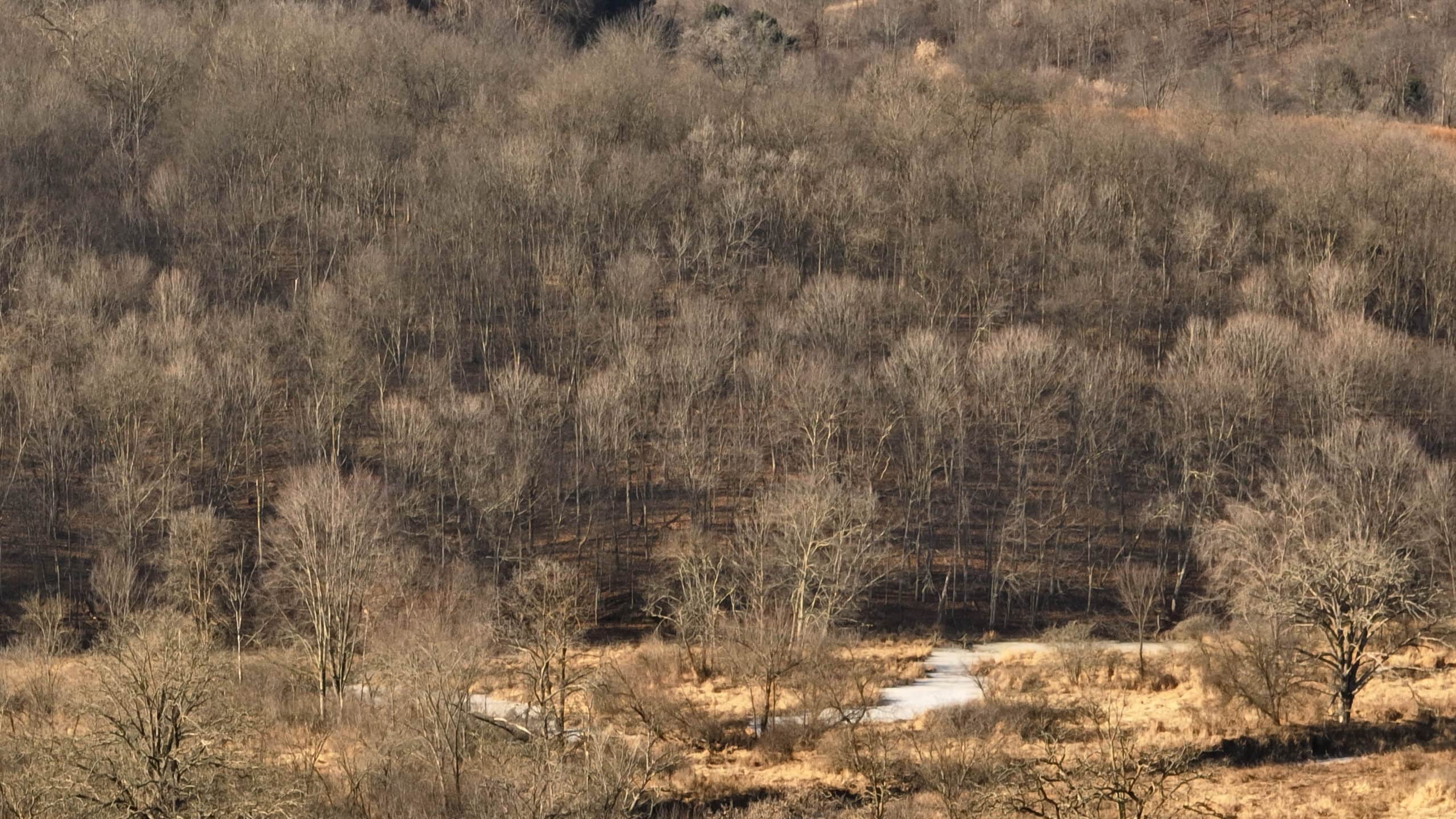 Affordable Hunting Land with Trout Stream for Sale in Richland County, Wisconsin