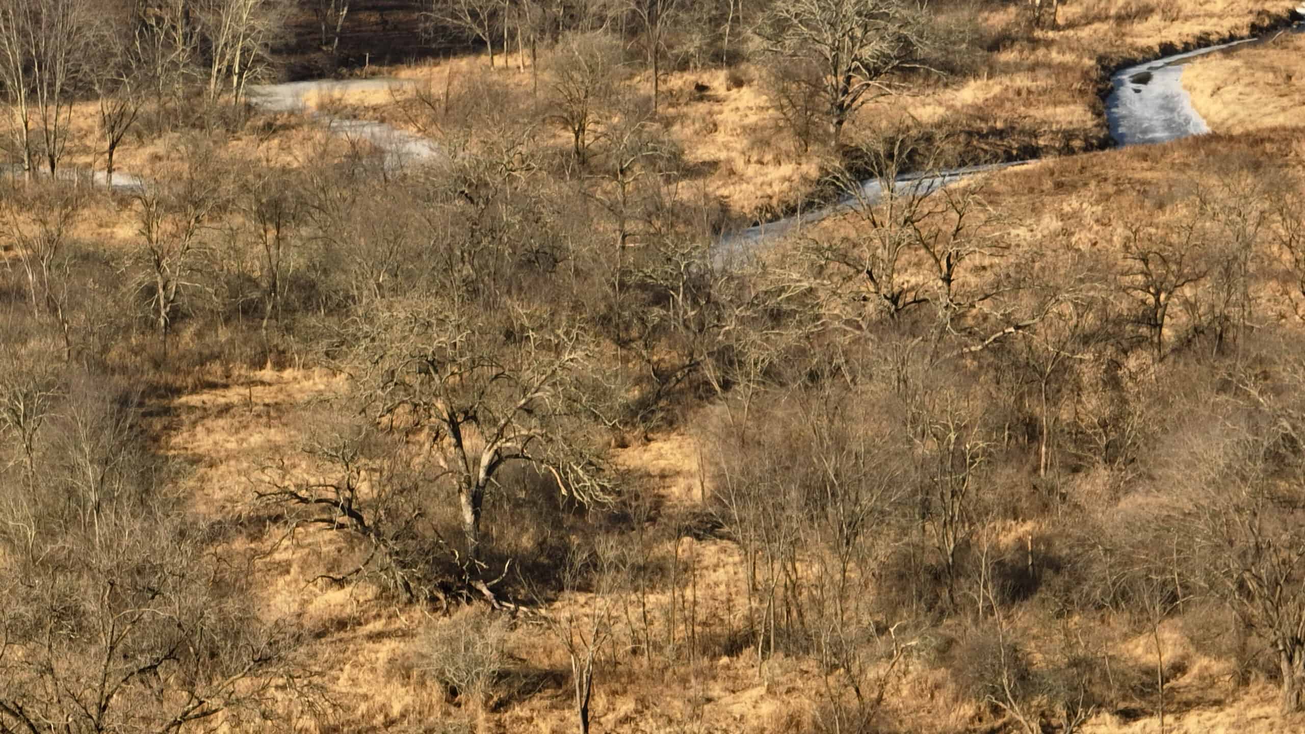 Affordable Hunting Land with Trout Stream for Sale in Richland County, Wisconsin
