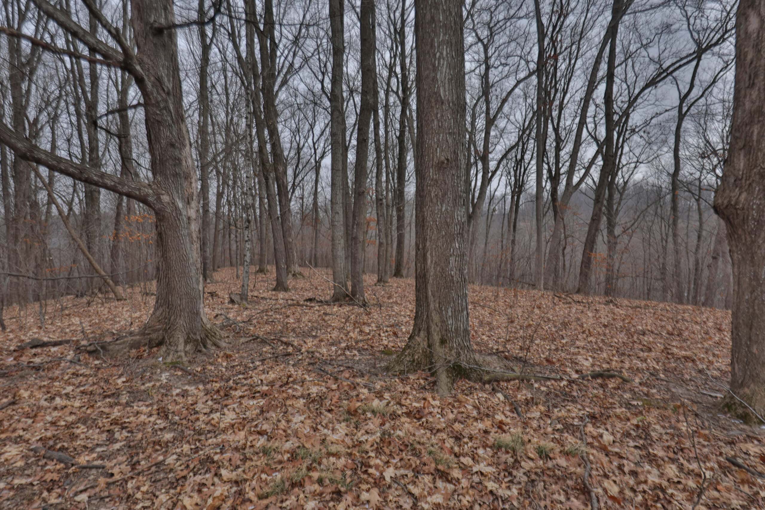 Ridgetop Hunting Land for sale in Vernon County, Wisconsin