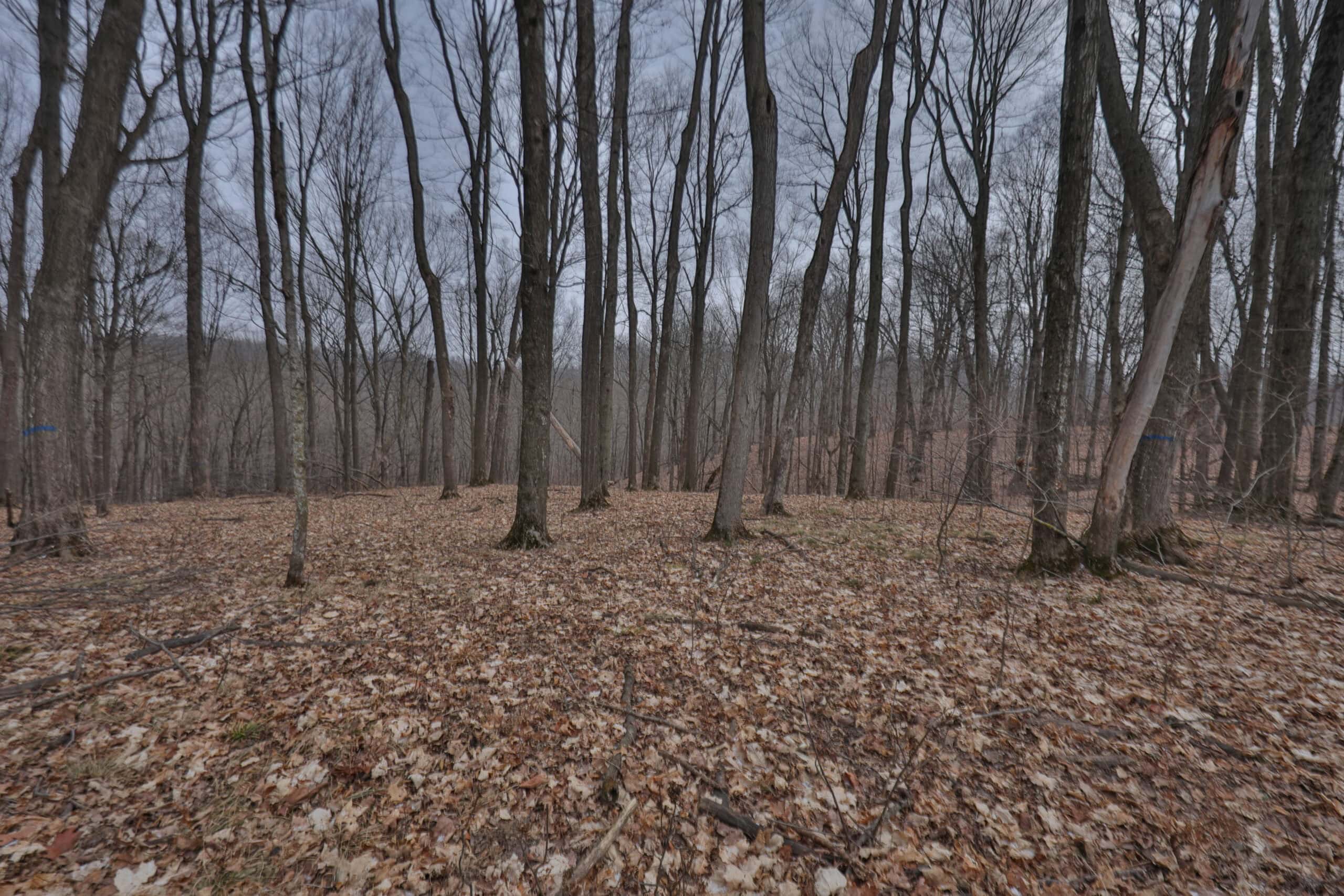 Ridgetop Hunting Land for sale in Vernon County, Wisconsin