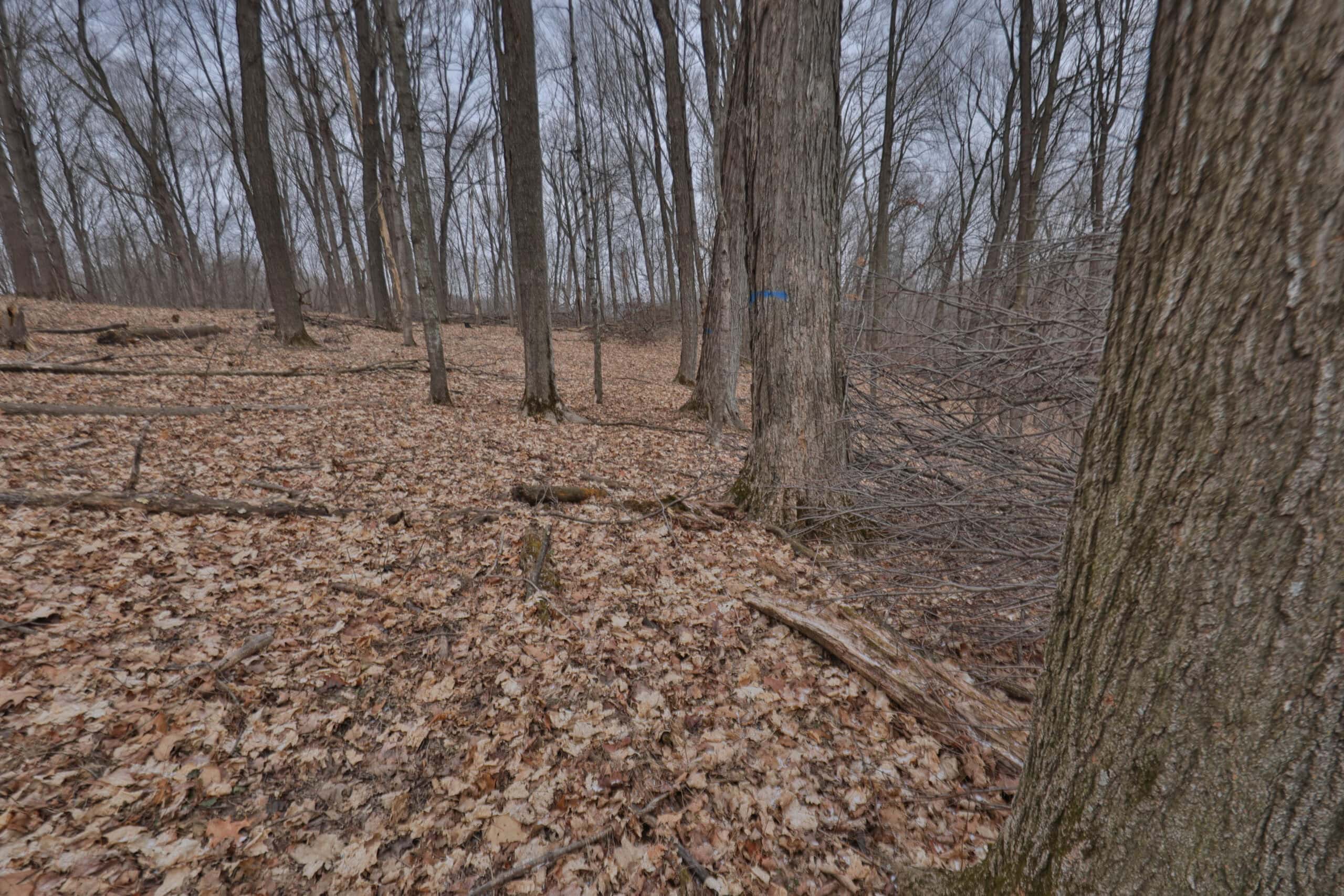 Ridgetop Hunting Land for sale in Vernon County, Wisconsin