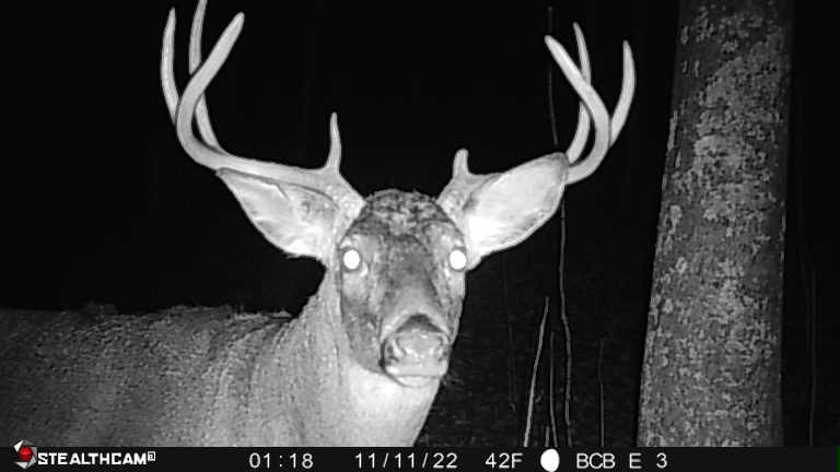 Affordable Hunting Land with Trout Stream for Sale in Richland County, Wisconsin