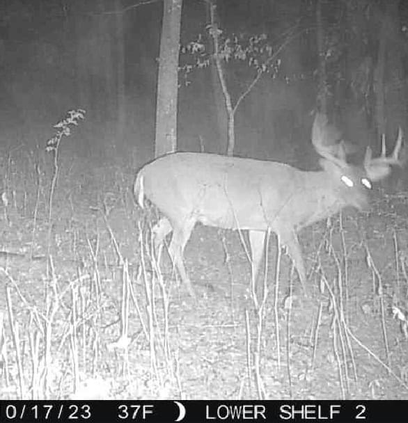 Affordable Hunting Land with Trout Stream for Sale in Richland County, Wisconsin