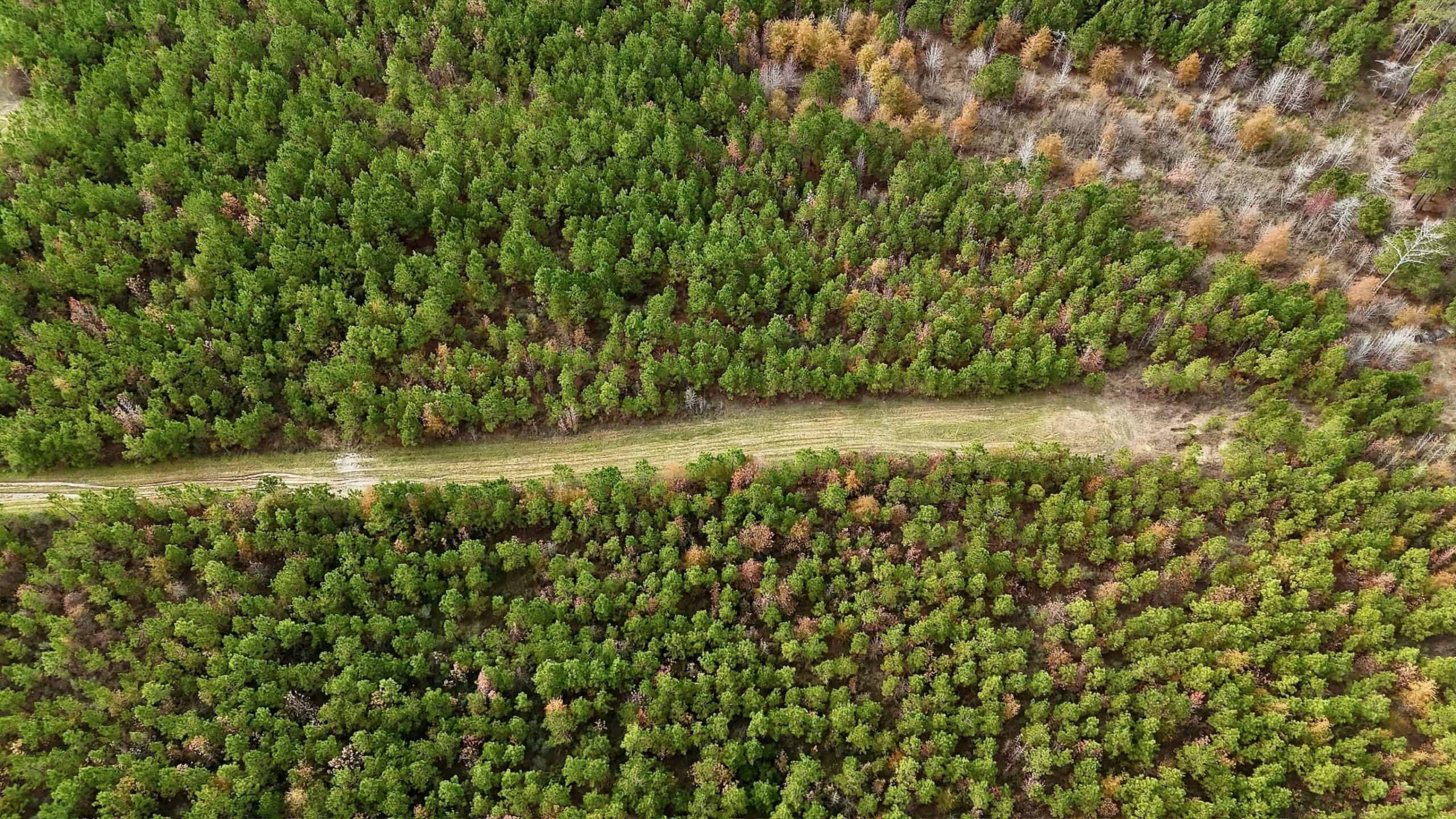 17+/- Acre Homesite and Hunting Property for Sale in Lasalle