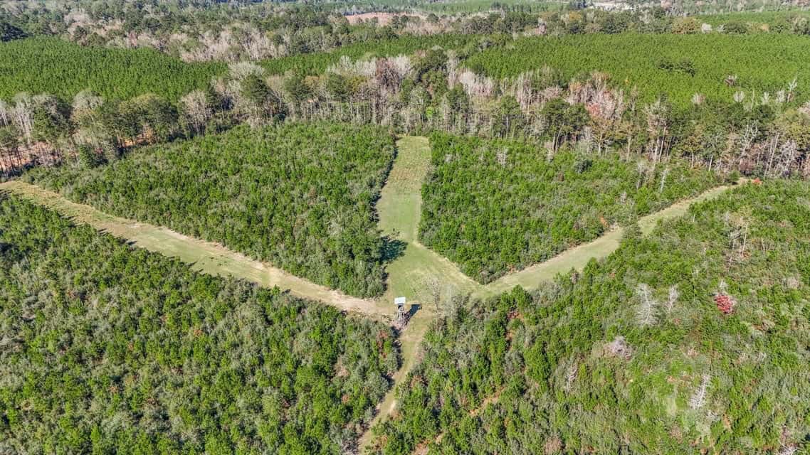 150 Acres For Sale Amite County – Will Divide