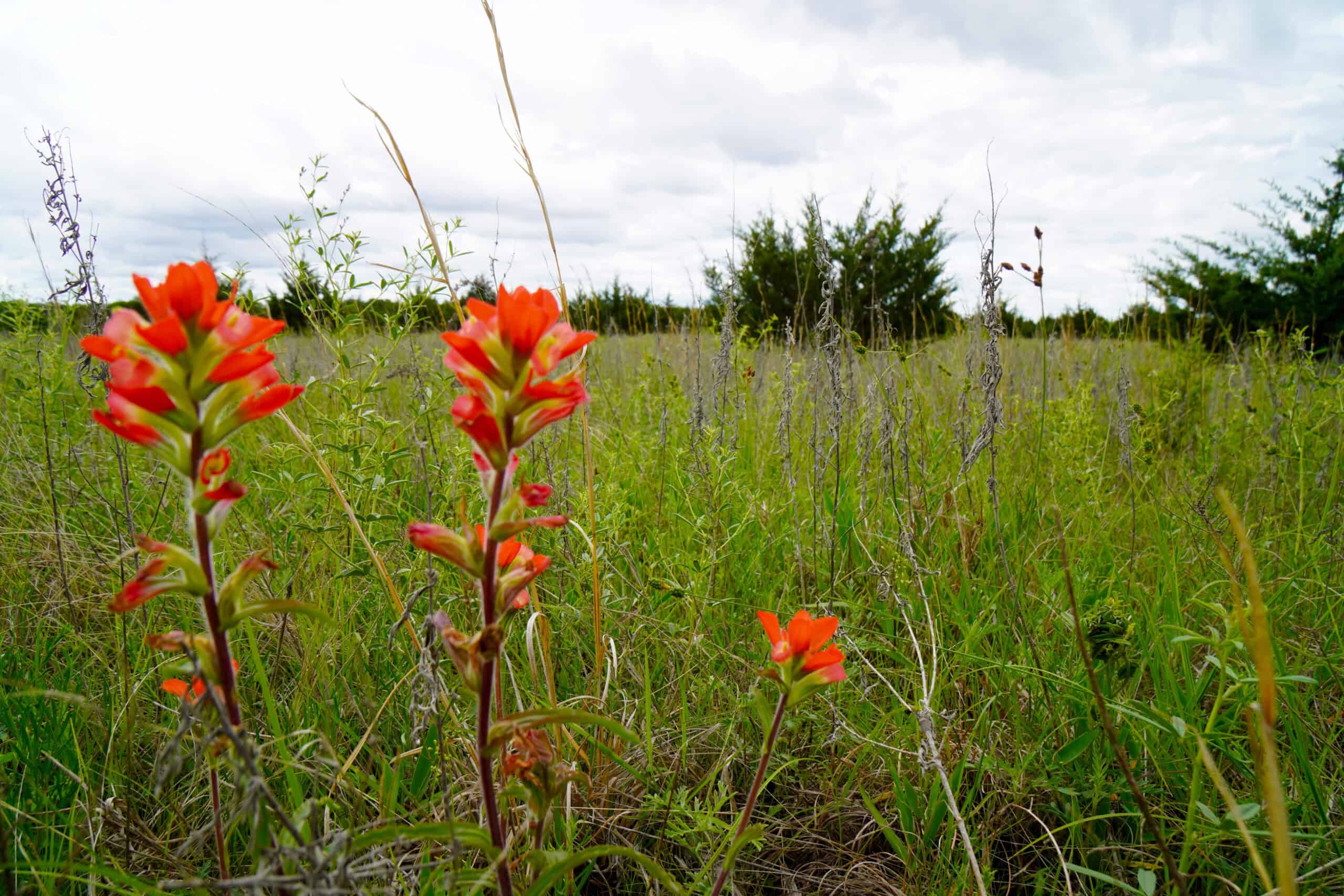 HUNTING/RECREATIONAL LAND FOR SALE, KENDRICK, OK