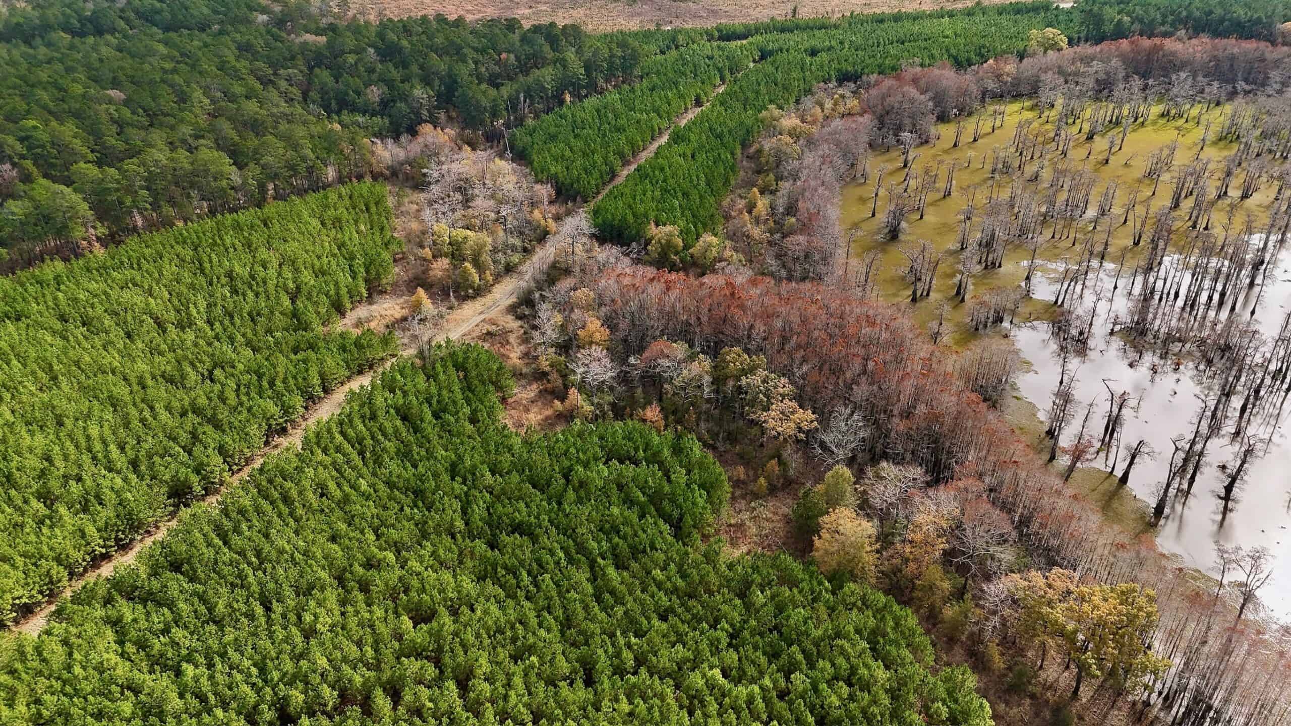 65+/- Acre Hunting Property and Homesite Near Kitterlin Bay