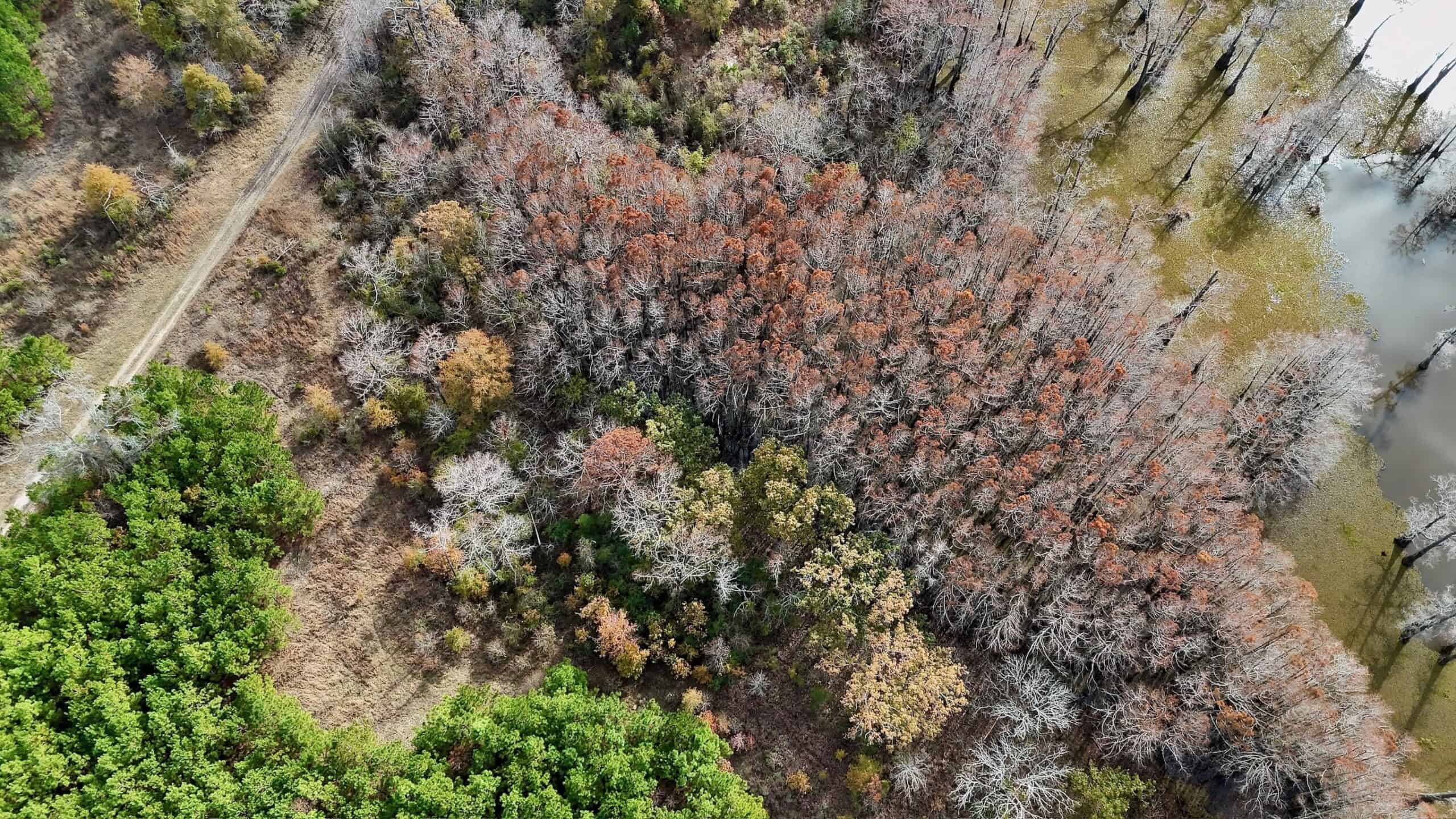 65+/- Acre Hunting Property and Homesite Near Kitterlin Bay