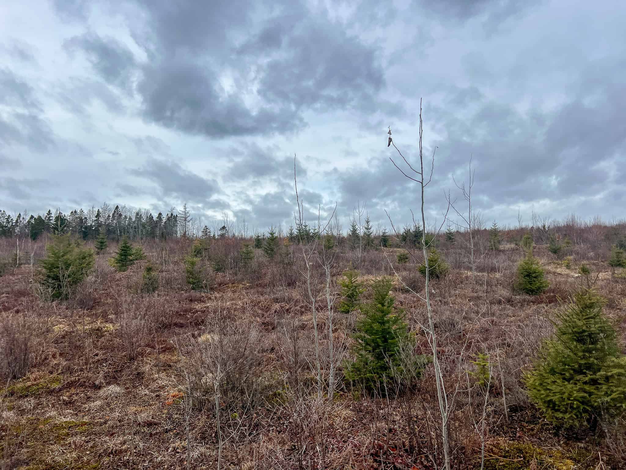 327± Acres with 3500 Feet of Brook Frontage