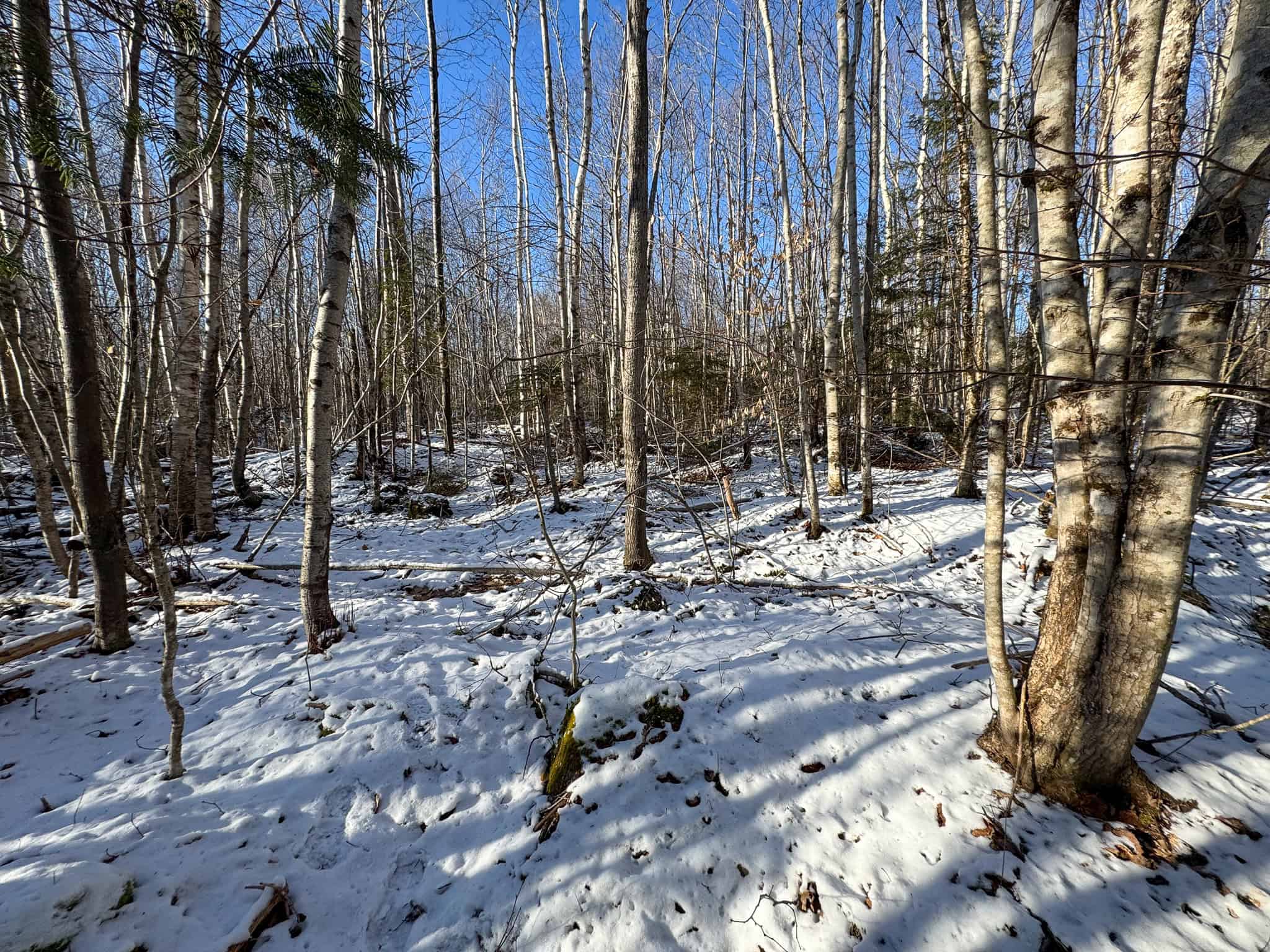 40 Acre Retreat Surrounded by The Downeast Lakes