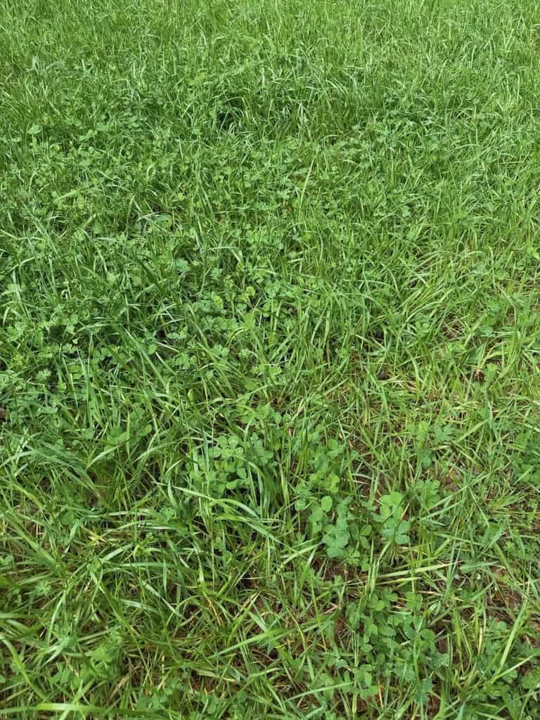 Hunting Land For Sale in Amite County MS