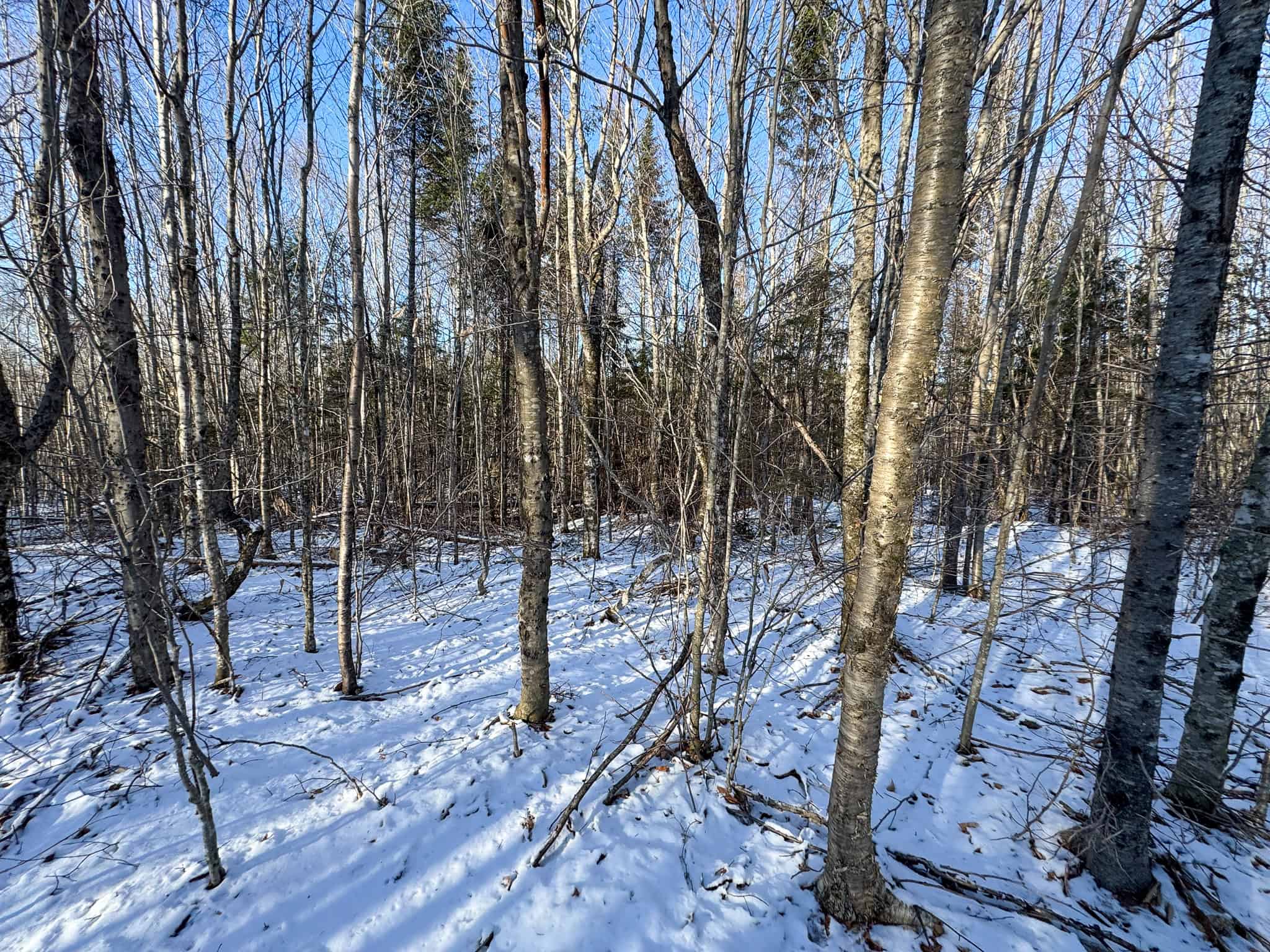 40 Acre Retreat Surrounded by The Downeast Lakes
