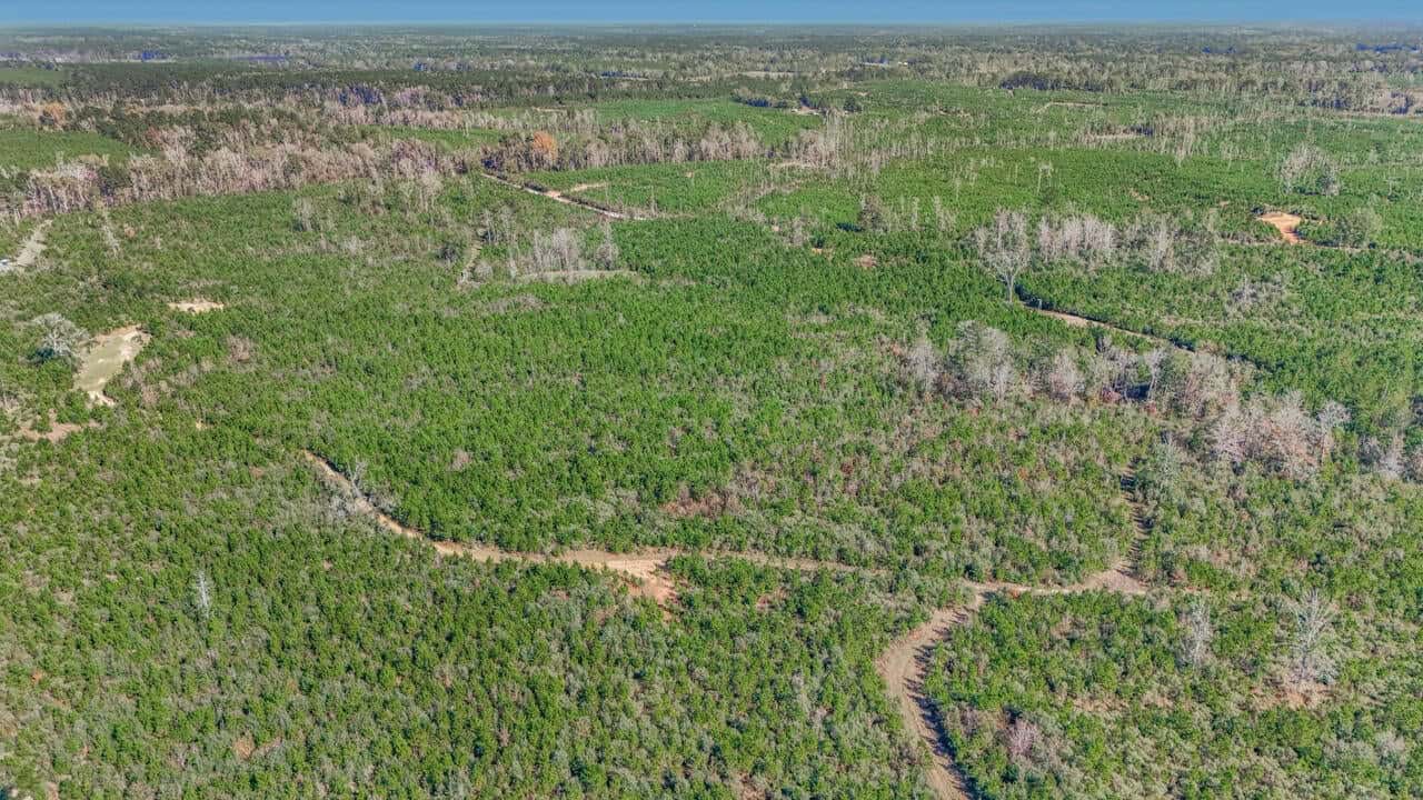 Hunting Land For Sale in Amite County MS
