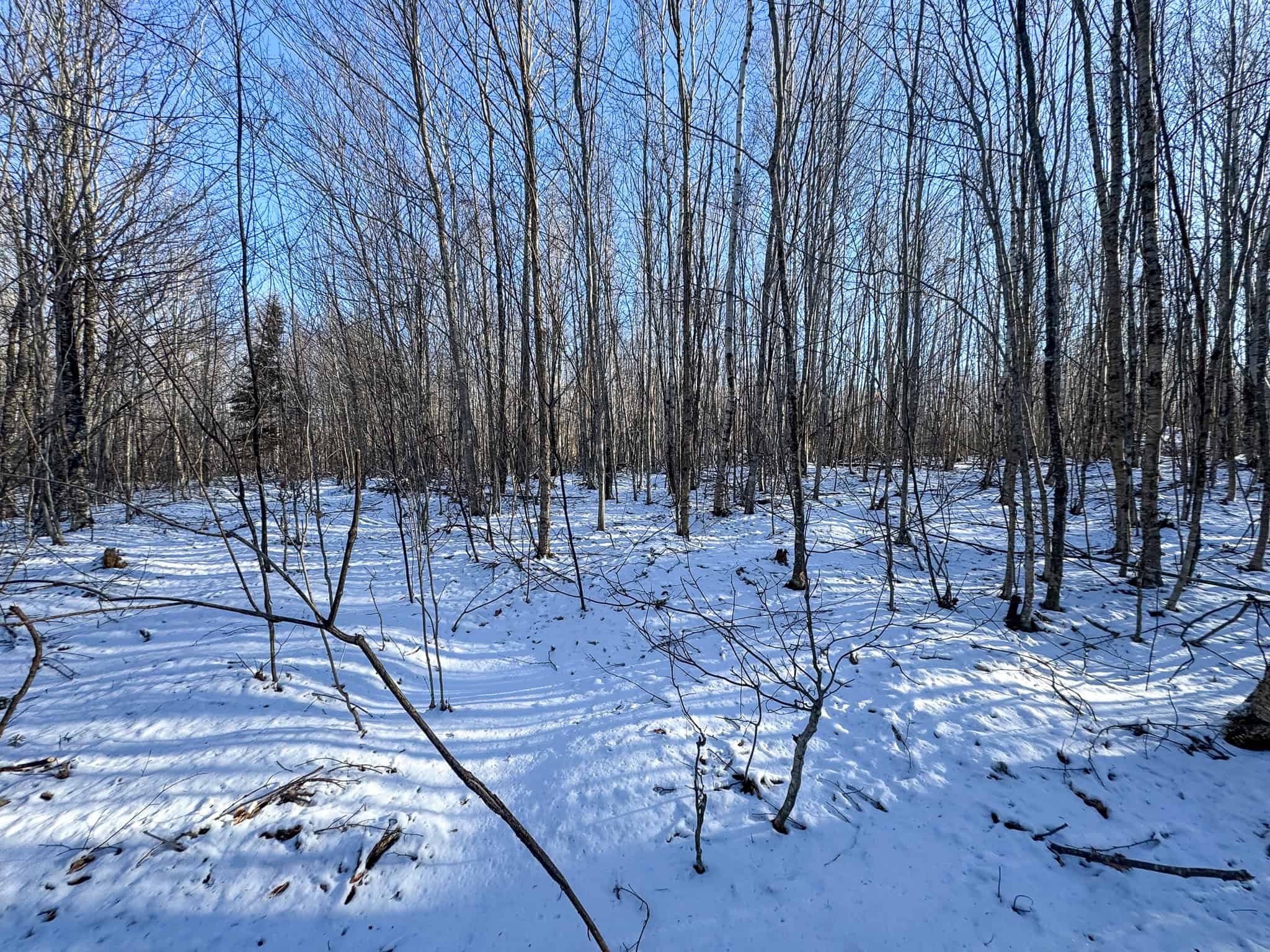 40 Acre Retreat Surrounded by The Downeast Lakes