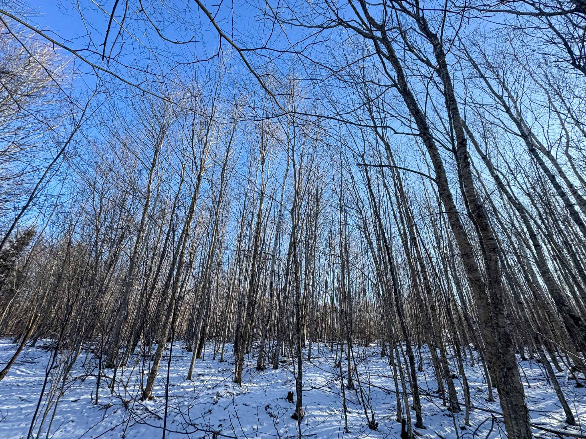 40 Acre Retreat Surrounded by The Downeast Lakes