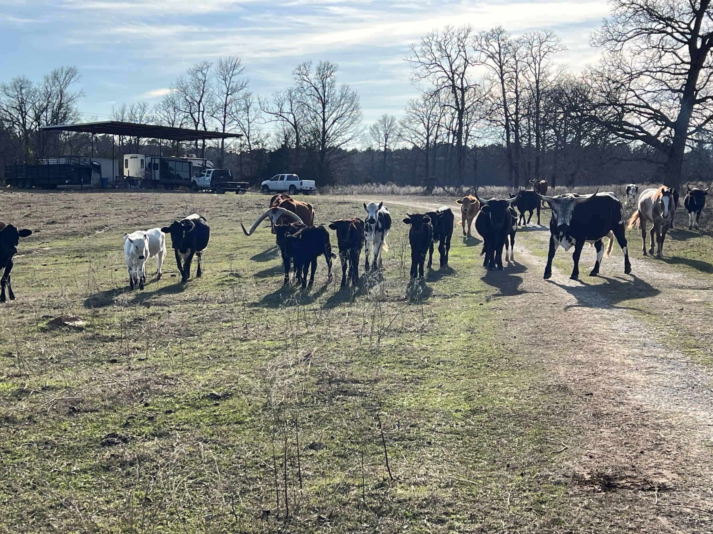 East Texas Hunting & Ranch Land for Sale East of Dallas