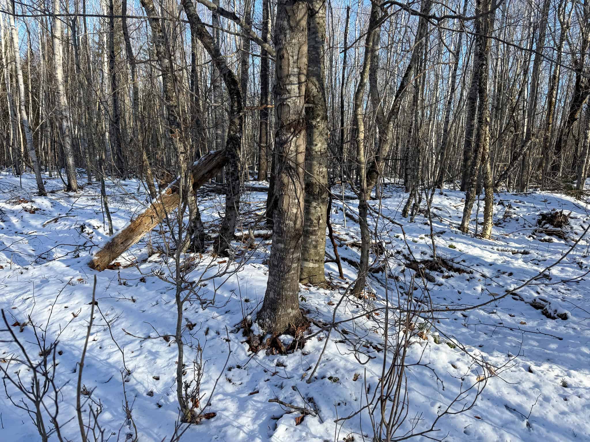 40 Acre Retreat Surrounded by The Downeast Lakes