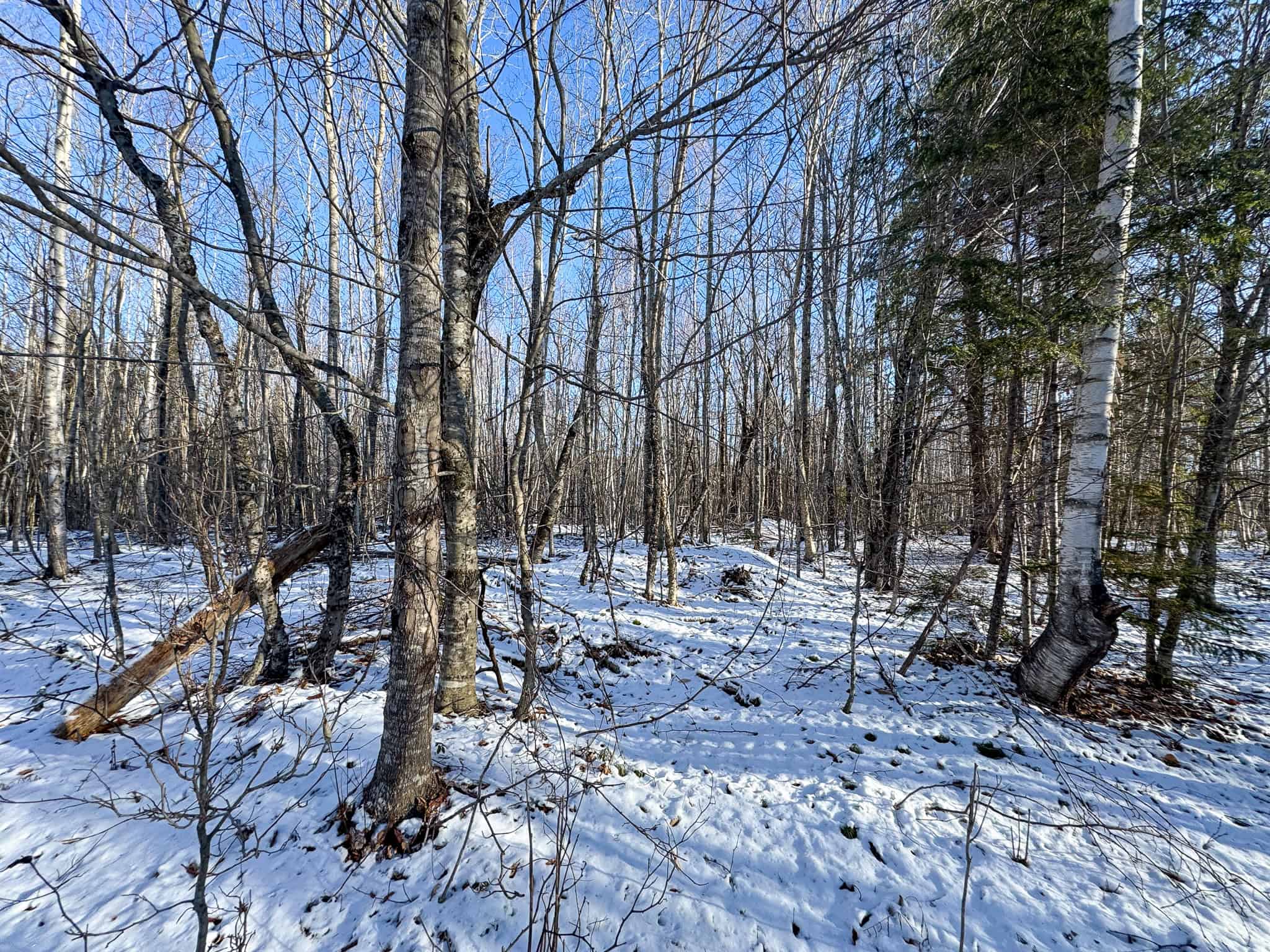 40 Acre Retreat Surrounded by The Downeast Lakes