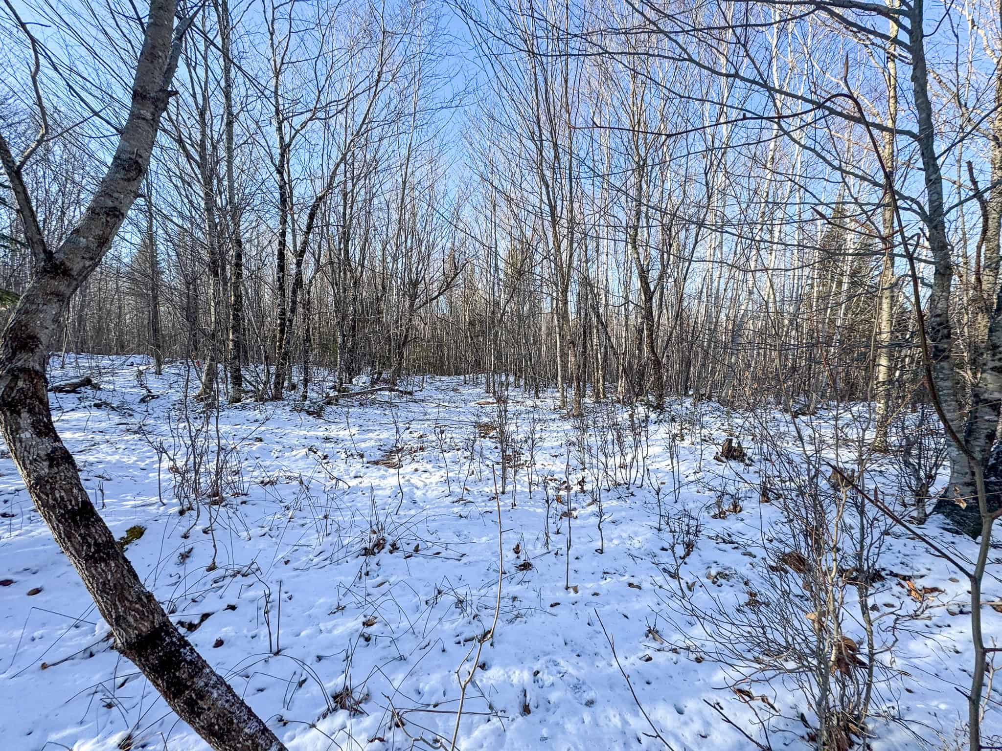 40 Acre Retreat Surrounded by The Downeast Lakes