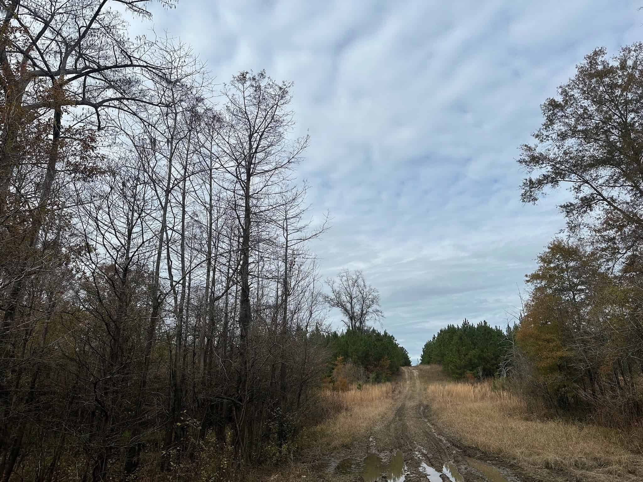 65+/- Acre Hunting Property and Homesite Near Kitterlin Bay