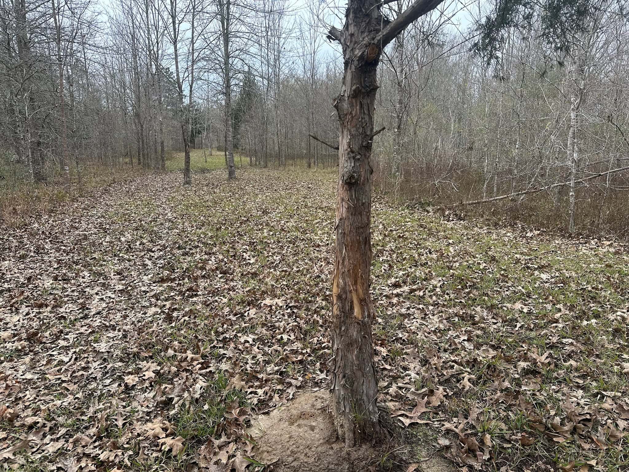 Duck and Deer Hunting Land with a Camp Spot for Sale