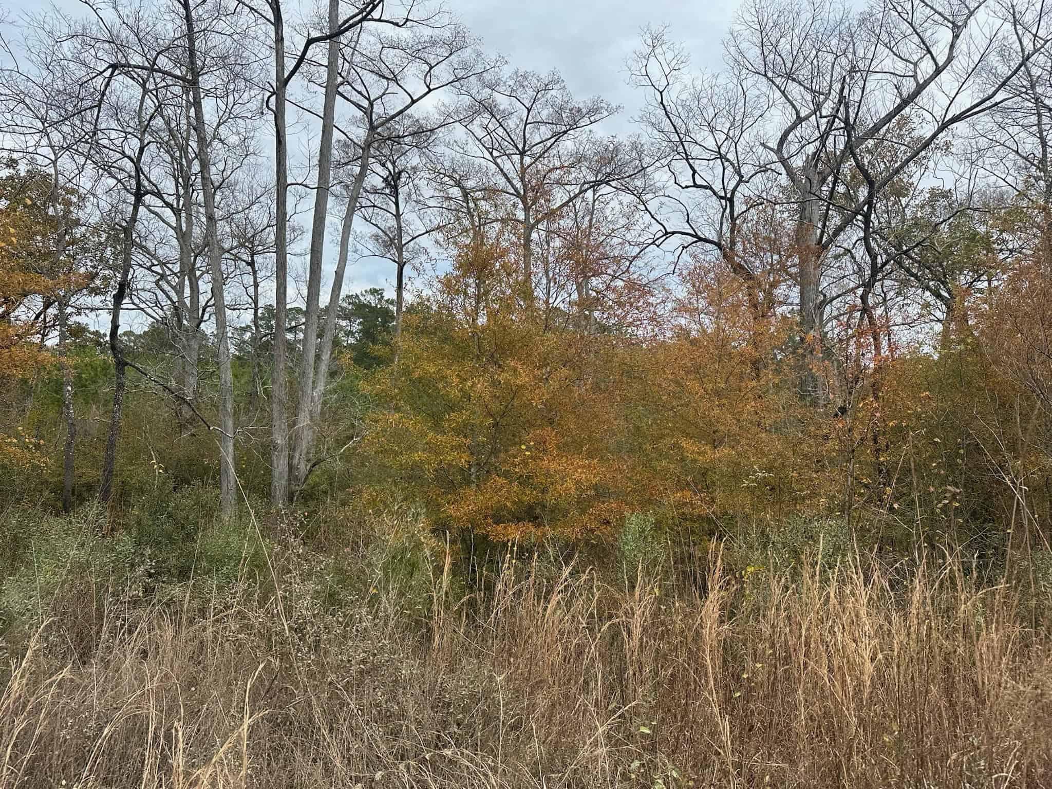 65+/- Acre Hunting Property and Homesite Near Kitterlin Bay