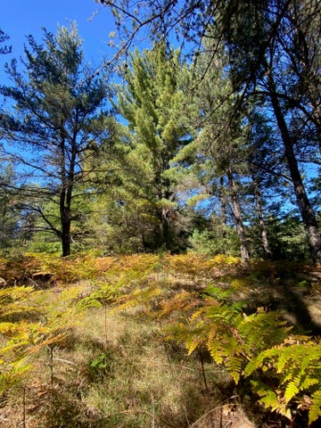 56 Acres of Woodlands & Waterfront Serenity in Atlanta MI