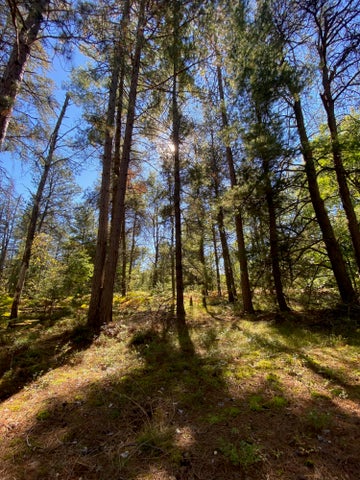 56 Acres of Woodlands & Waterfront Serenity in Atlanta MI