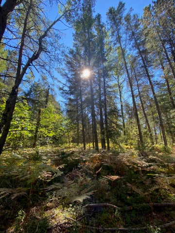 56 Acres of Woodlands & Waterfront Serenity in Atlanta MI