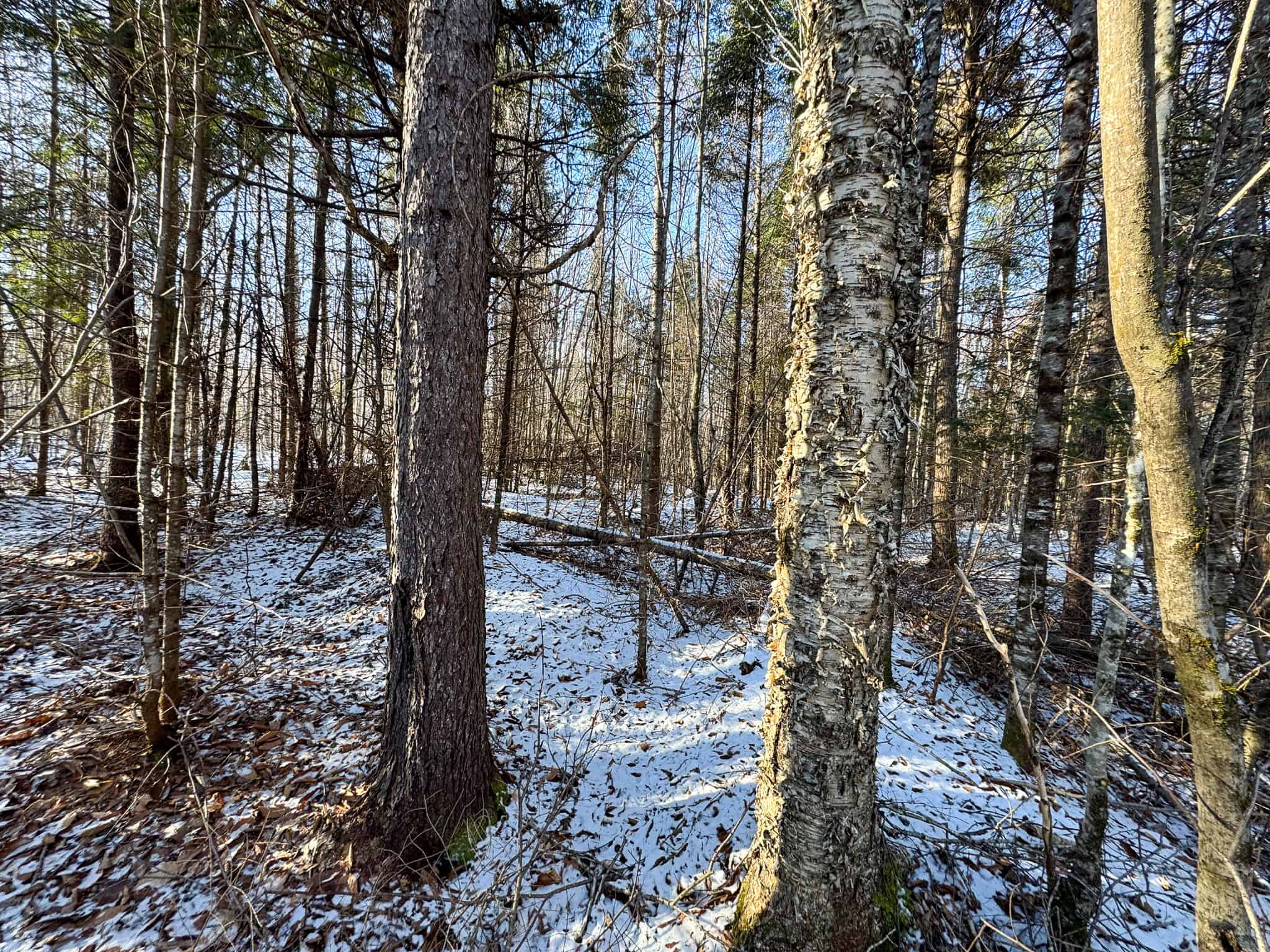 40 Acre Retreat Surrounded by The Downeast Lakes