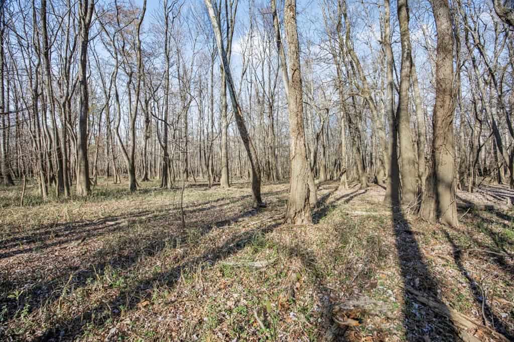 Hunting Land for Sale in The MS Delta