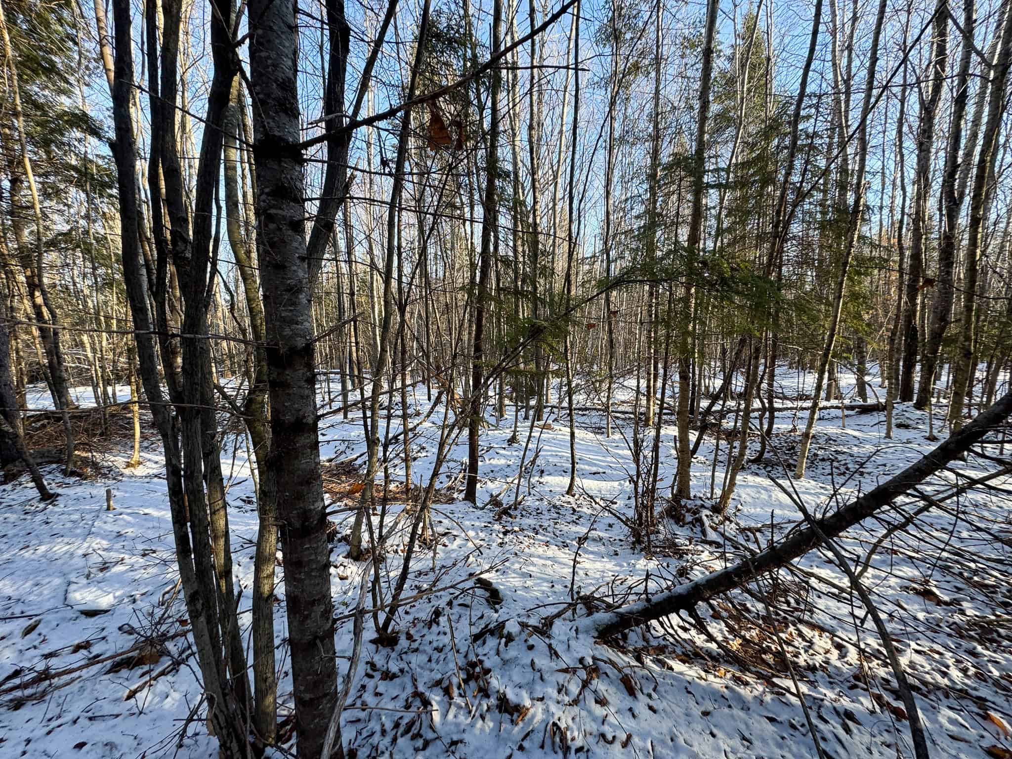 40 Acre Retreat Surrounded by The Downeast Lakes