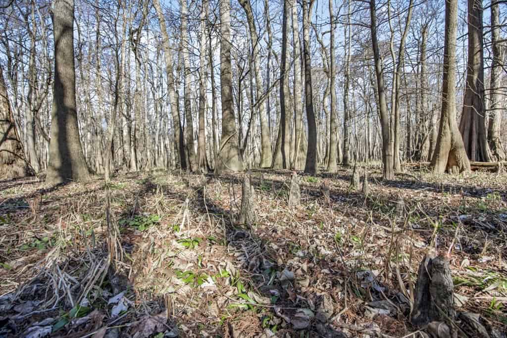 Hunting Land for Sale in The MS Delta