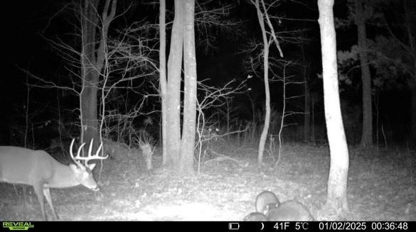 Flora Mississippi 78+- Acres for Sale