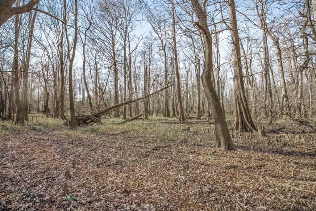 Hunting Land for Sale in The MS Delta