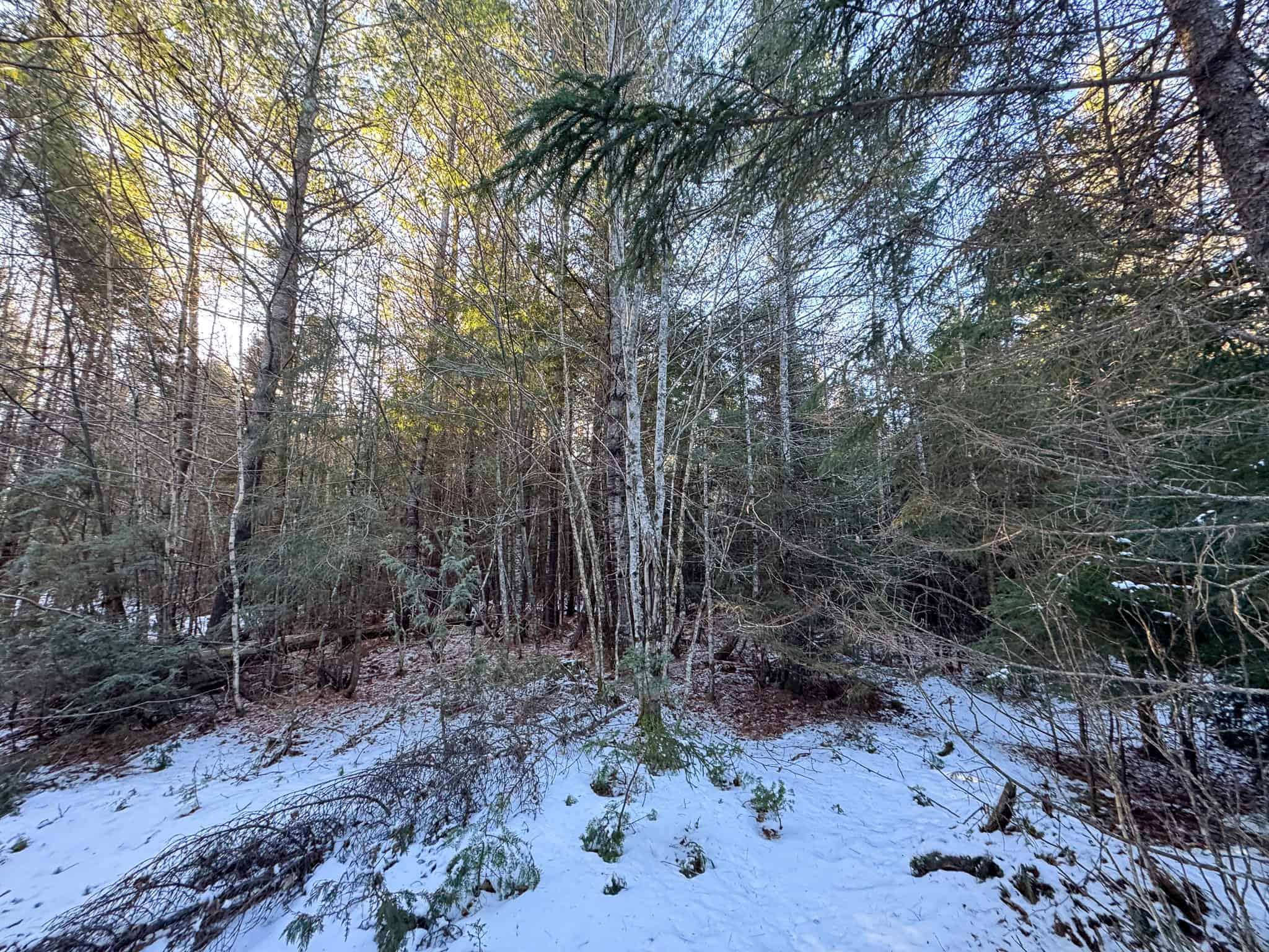 40 Acre Retreat Surrounded by The Downeast Lakes