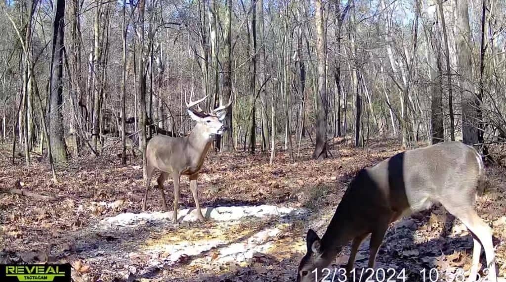 Flora Mississippi 78+- Acres for Sale