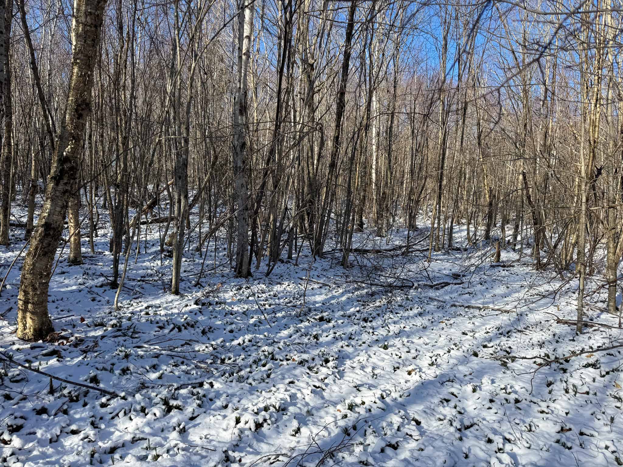 40 Acre Retreat Surrounded by The Downeast Lakes