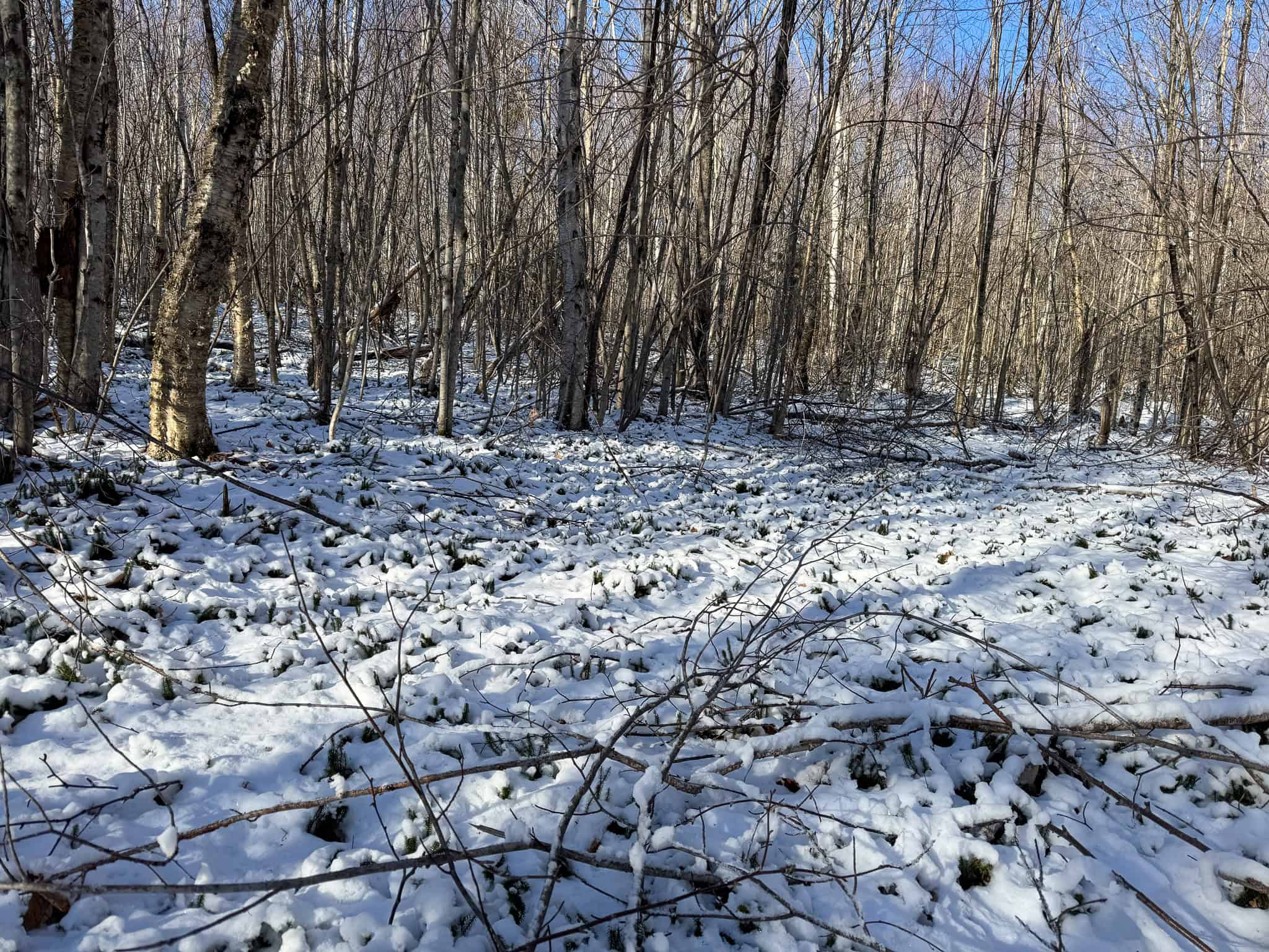 40 Acre Retreat Surrounded by The Downeast Lakes