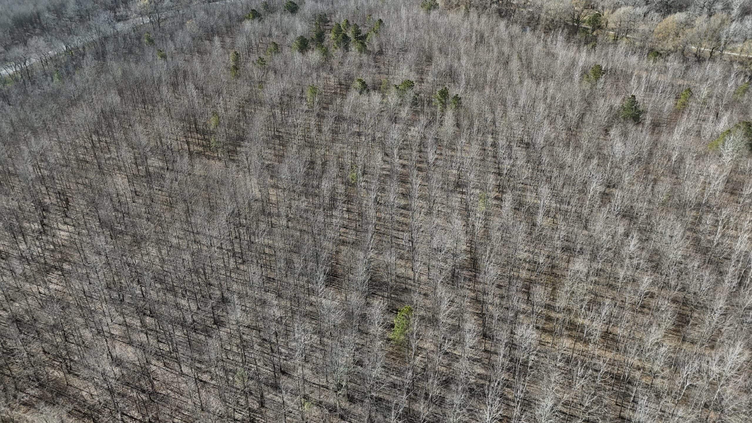 Duck and Deer Hunting Land with a Camp Spot for Sale