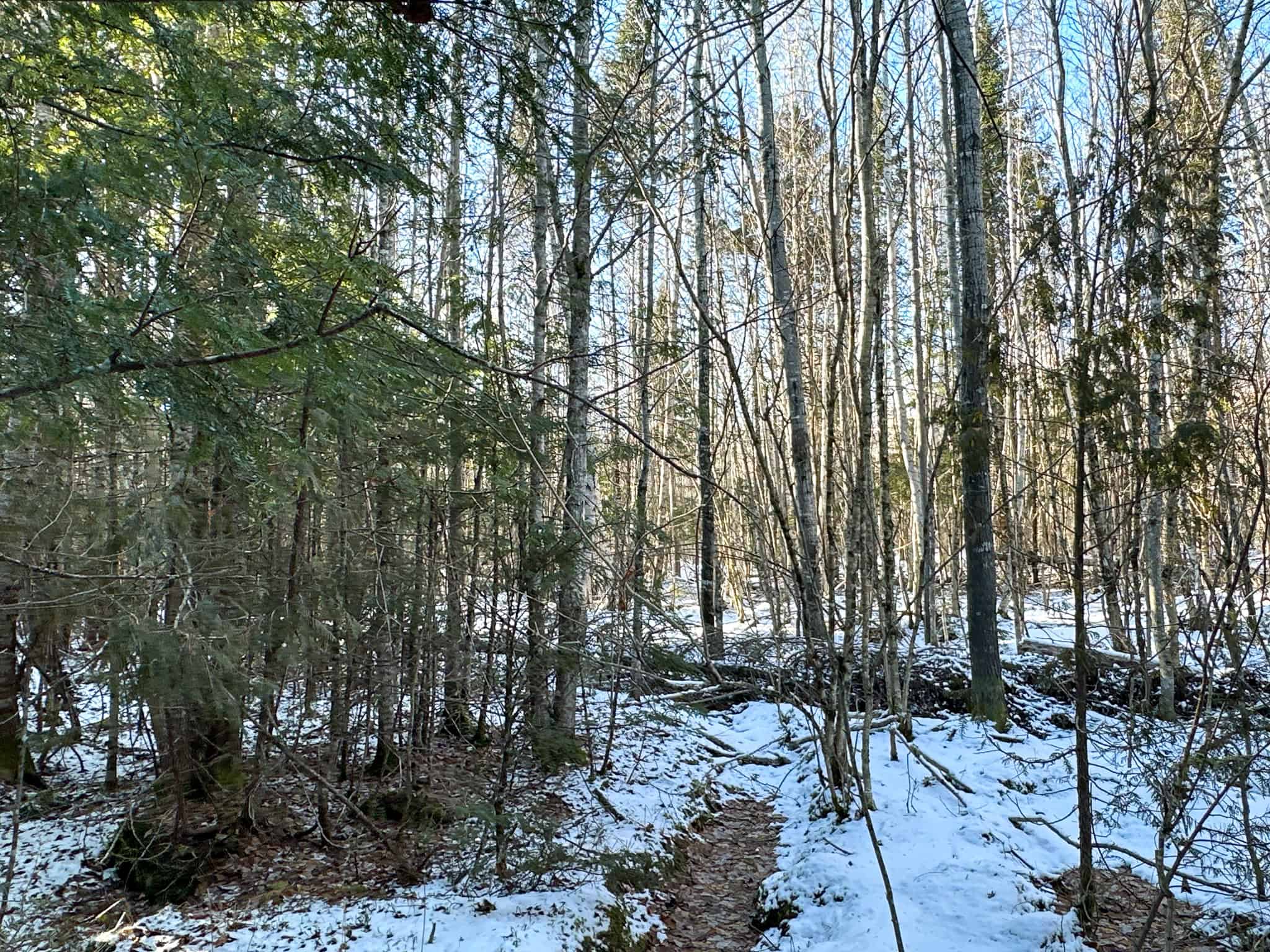 40 Acre Retreat Surrounded by The Downeast Lakes