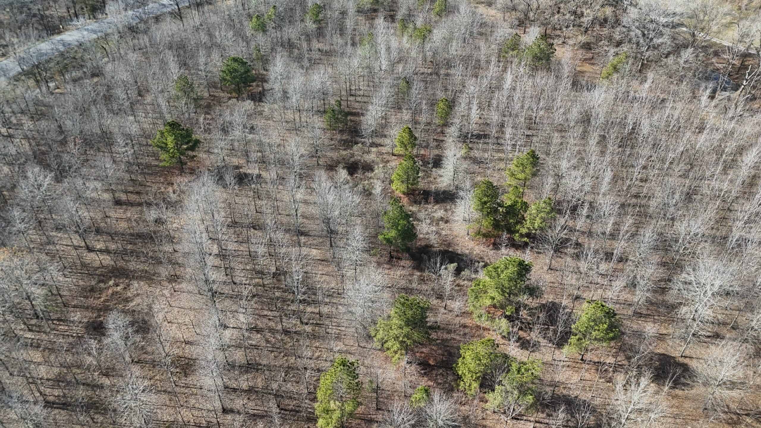 Duck and Deer Hunting Land with a Camp Spot for Sale