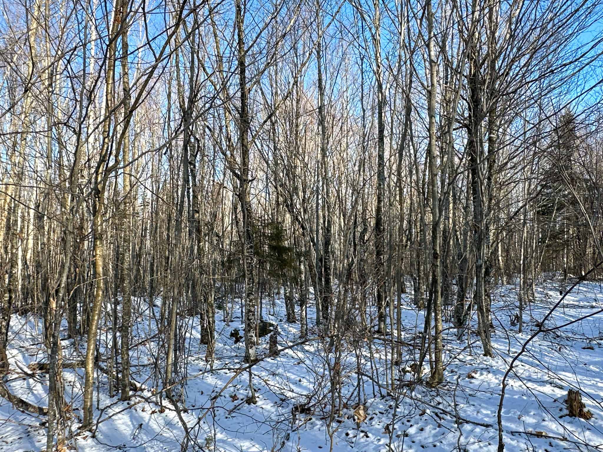 40 Acre Retreat Surrounded by The Downeast Lakes