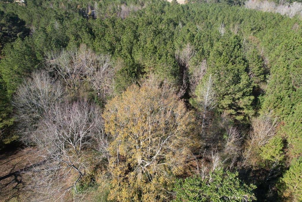 37.69 Acres Belt Line Drive NE Brookhaven Lincoln County Mississippi
