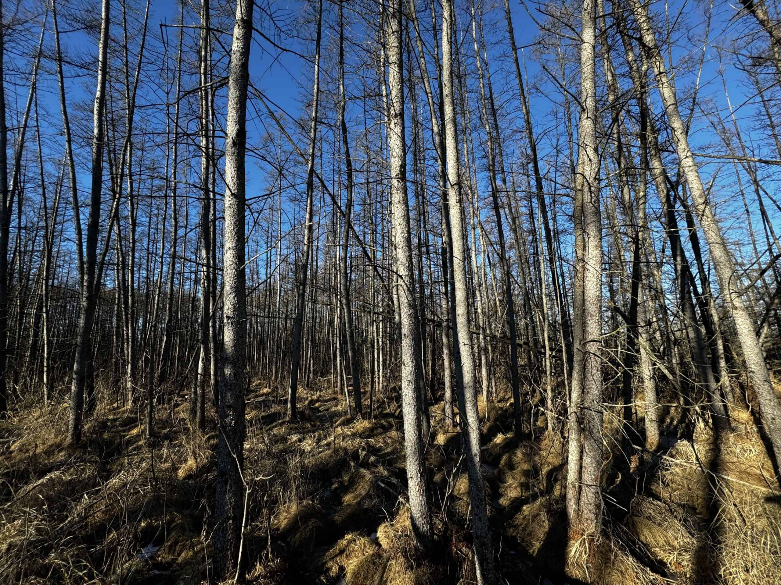 53 acre proven hunting property in Marquette County WI